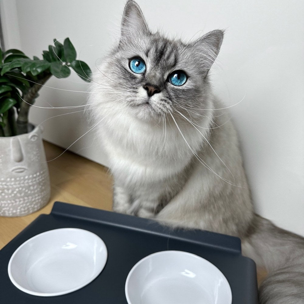 Langhaarkatze mit blauen Augen wartet vor der leeren DINE Futterstation in Anthrazit