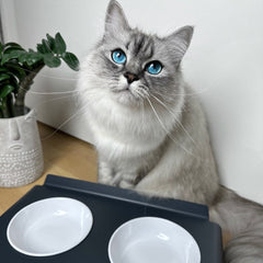 5 a.m., Breakfast! Cats and the Clock Change