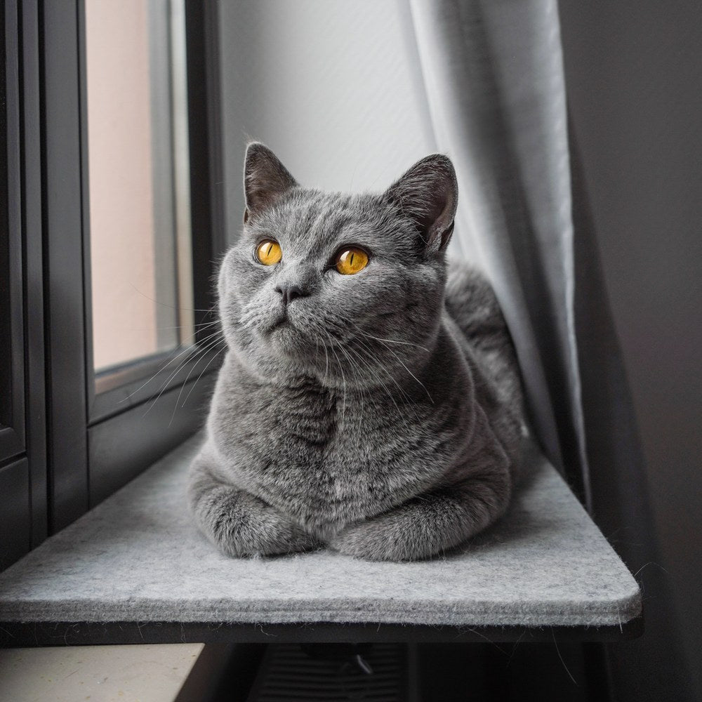 Graue Katze sitzt auf der VIEW Fensterbankliege mit Wollfilz am Fenster