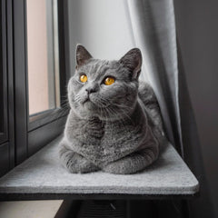 Will my cat accept it? How new furniture becomes a favourite spot