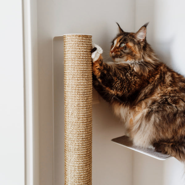 Katzen Kratzwände - Wie man Kratzgewohnheiten in den Griff bekommt