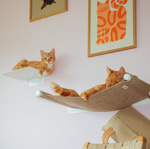 Lieblingsplatz wechseln? Warum Katzen ständig neue Rückzugsorte suchen