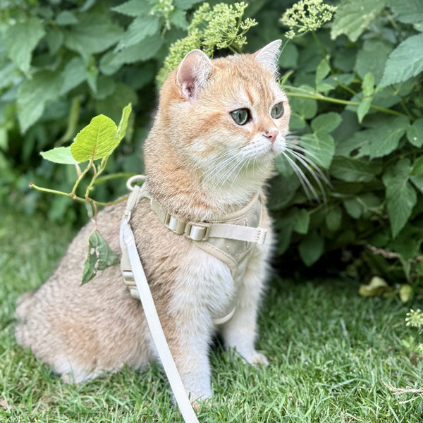 Se promener avec son chat ? Oui – mais correctement
