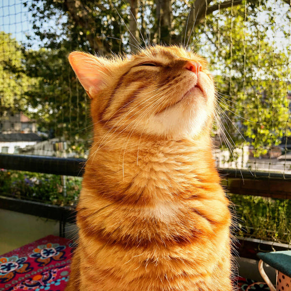 Katzenfreundlicher Balkon – So machst du ihn sicher und spannend