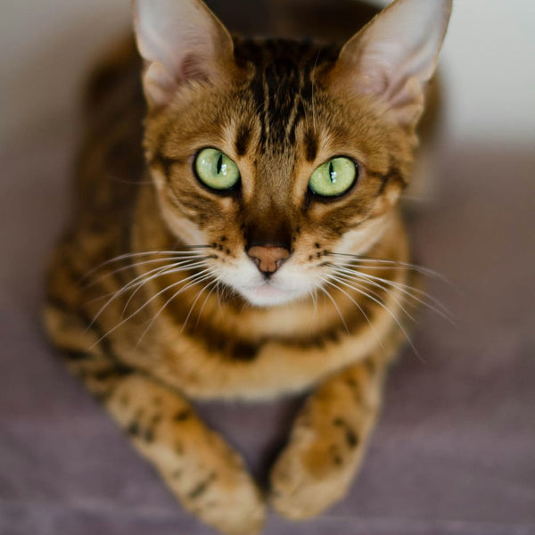 Rasseguide: Bengal
