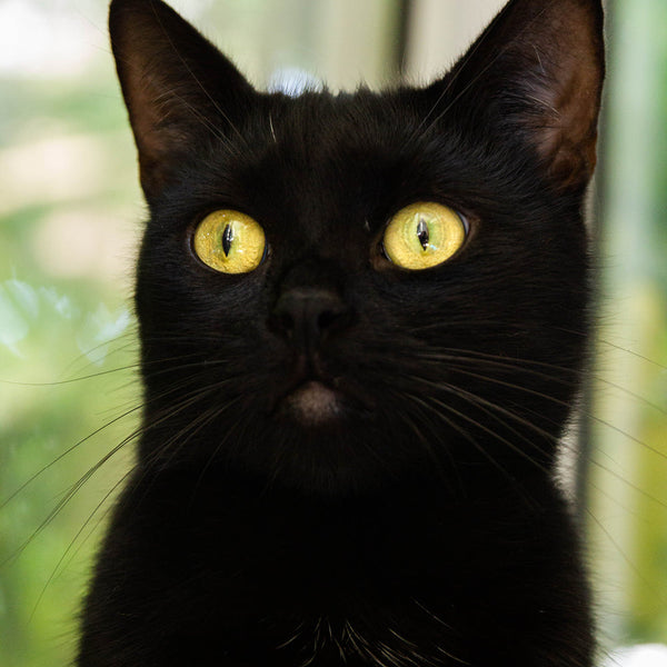 Rasseguide: Bombay-Katze