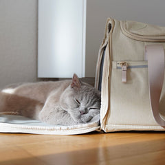 Box oder Bag? So reist deine Katze heute richtig