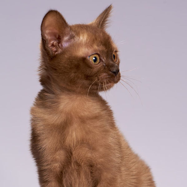Rasseguide: Burma-Katze