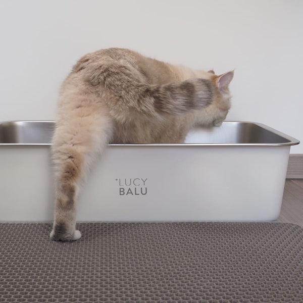 Warum pinkelt meine Katze neben das Katzenklo?