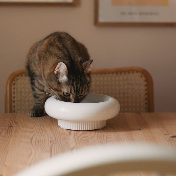Drinking Problem: Hilfe, meine Katze trinkt nichts