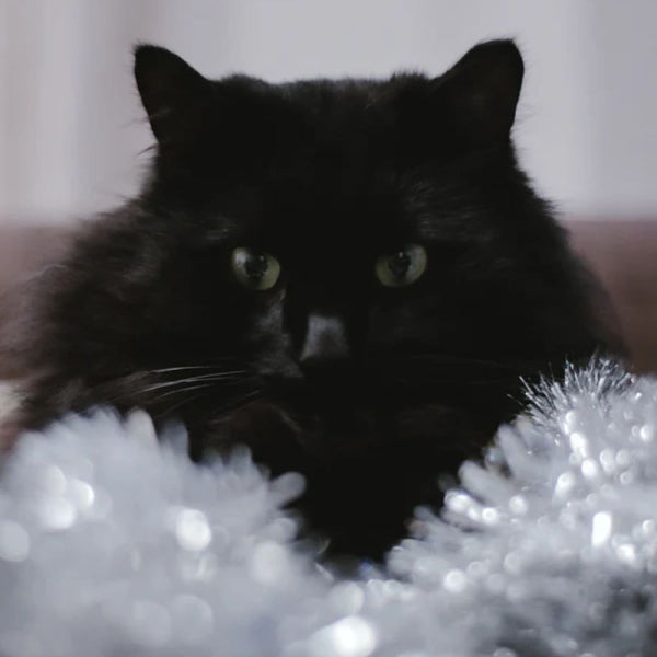 Ein ruhiges Silvester mit und für die Katze