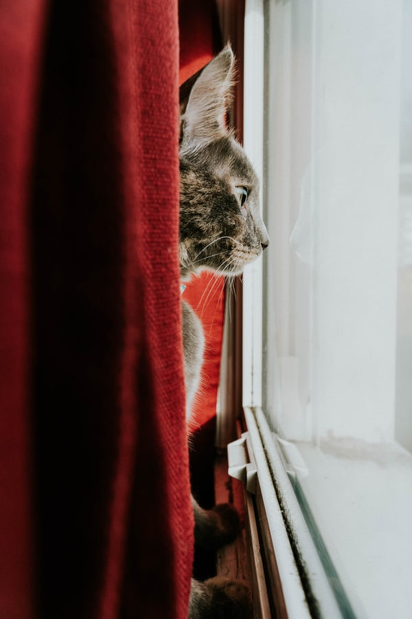 FIP