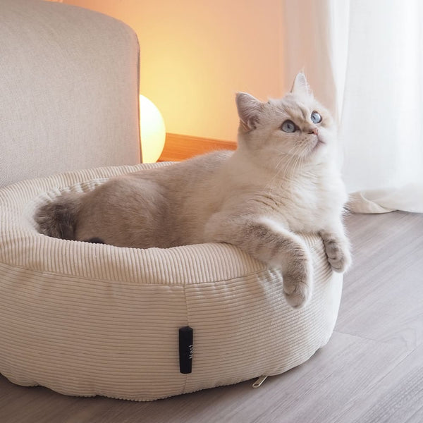 My first cat: Die Katze kommt – und jetzt?