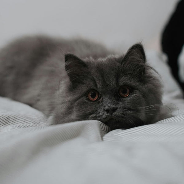 My first cat: Ich möchte eine Katze!