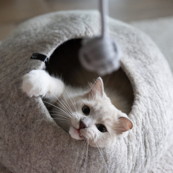 Herbstliche Abenteuer für Fellnasen: Die besten Aktivitäten für deine Katze