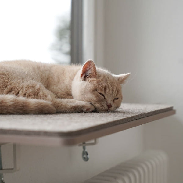 Herbstliche Pflege für deine Katze - fit in die kalten Monate