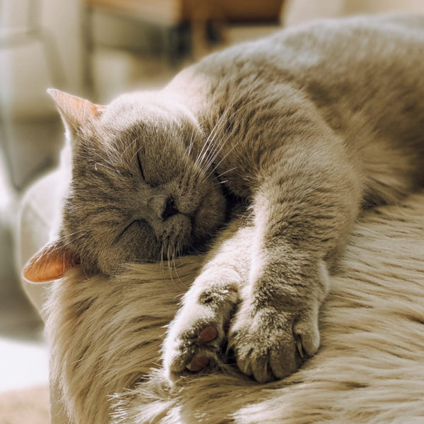 Die Hitzewelle kommt – wie wir unsere Katzen durch die heißesten Tage bringen