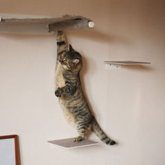 Hoch hinaus? Wie hoch Katzen springen – und sicher landen