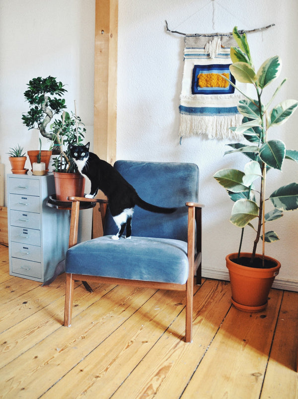 Home Alone: Katzensitter gesucht