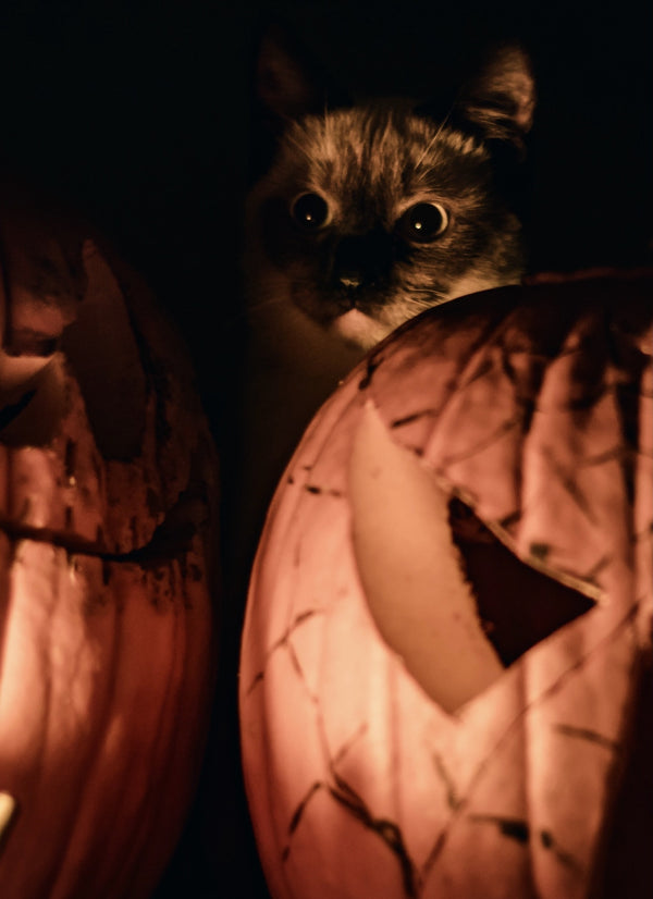 Hörst du es an der Tür kratzen? Katzen Gruselfilme für ein schauriges Wochenende
