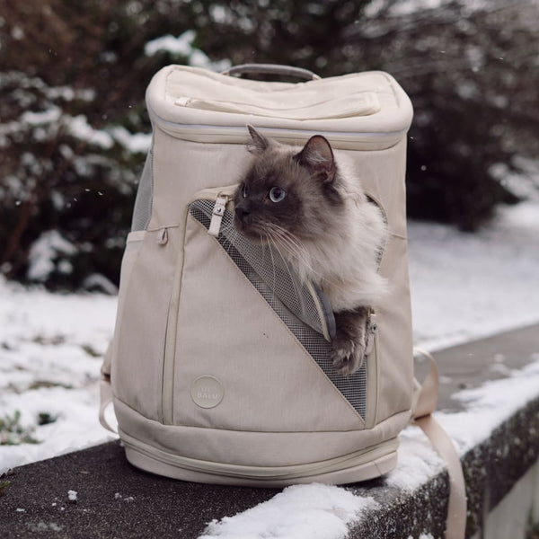 Soll ich meine Katze im Winter rauslassen? Wichtige Tipps für Katzenhalter