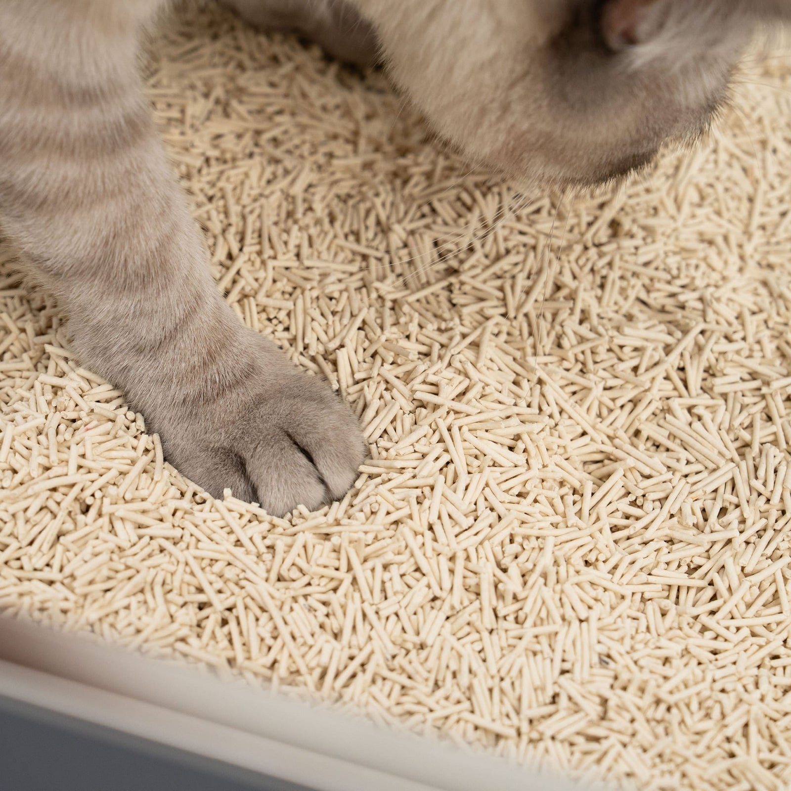 Tofu, Klumpen, Wow! – Das nachhaltige Katzenstreu, das alles verändert