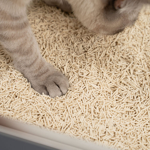 Tofu, Klumpen, Wow! – Das nachhaltige Katzenstreu, das alles verändert