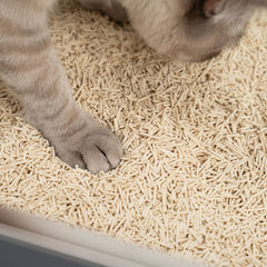 Tofu, Klumpen, Wow! – Das nachhaltige Katzenstreu, das alles verändert