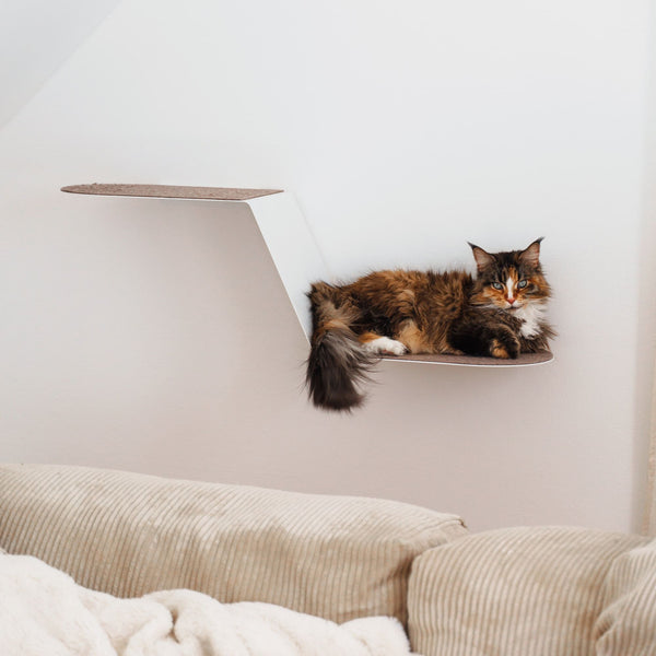 Der Hauseigentümer - Katzenwand - Nov 2025