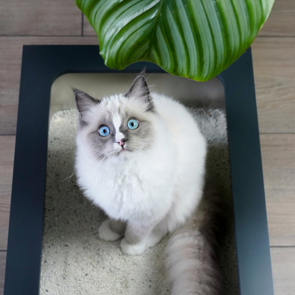 Klo, klar! So wird deine Babykatze stubenrein