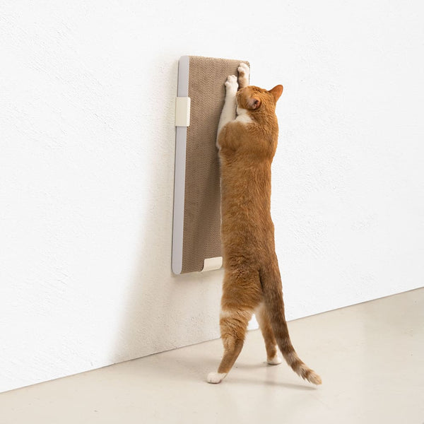 Warum Katzen an Möbeln kratzen und wie du deine Einrichtung retten kannst