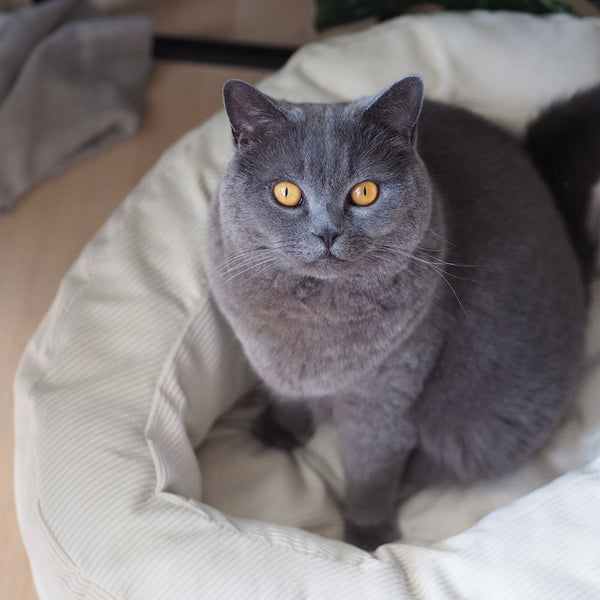 Leinen los fürs Nickerchen: Das DINGHY Katzenbett