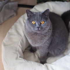 Leinen los fürs Nickerchen: Das DINGHY Katzenbett