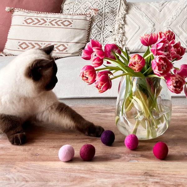 Liebe geht durch die Pfoten: So machst du den Valentinstag auch für deine Katze besonders!