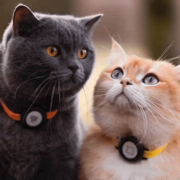 Neue AirTags, neue Hoffnung: Nie wieder Katze suchen?