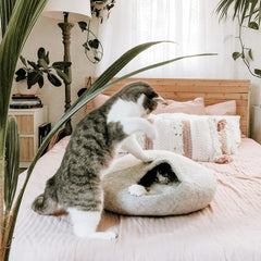 Katzengerechtes Schlafzimmer – So schlafen Mensch und Katze entspannt zusammen