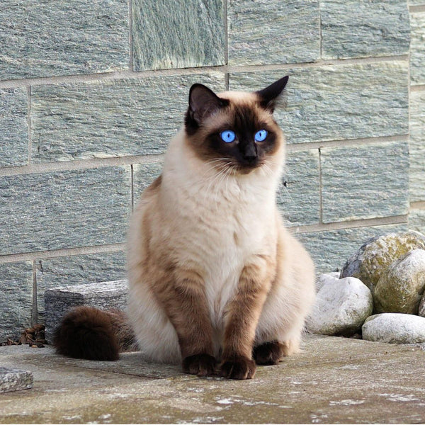 Rasseguide: Siamkatze