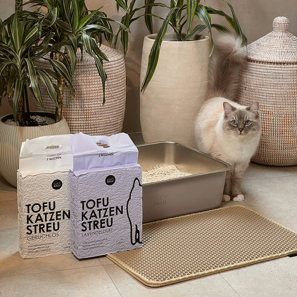 Staub war gestern: So schützt du Katze & Mensch beim Katzenstreu