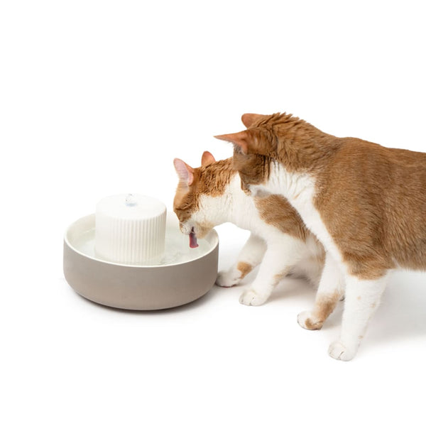 So sorgst du dafür, dass deine Katze ausreichend Flüssigkeit zu sich nimmt