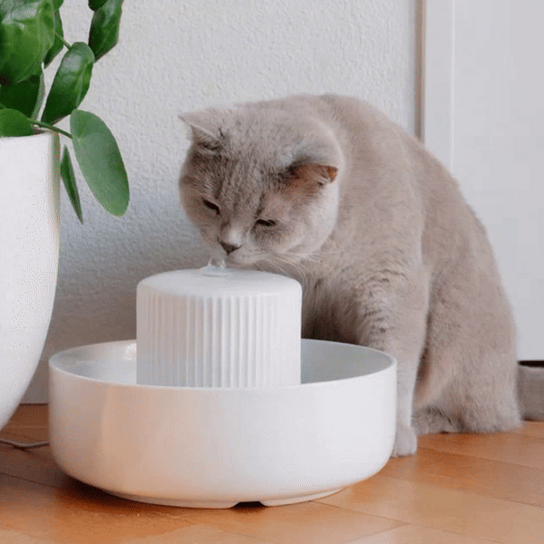 Warum Katzen fließendes Wasser lieben (und Näpfe oft ignorieren)