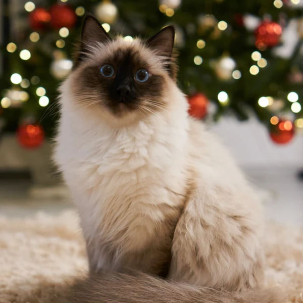 Weihnachten mit Katze