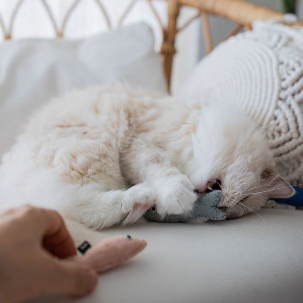 Wohnungskatze vs. Freigänger: Entscheidungshilfe für Katzenhalter