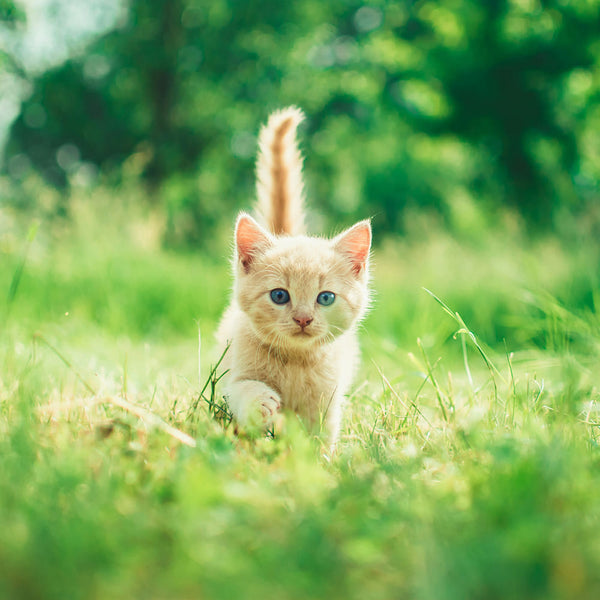 Zecken und Flöhe bei Katzen – So schützt du deine Fellnase richtig