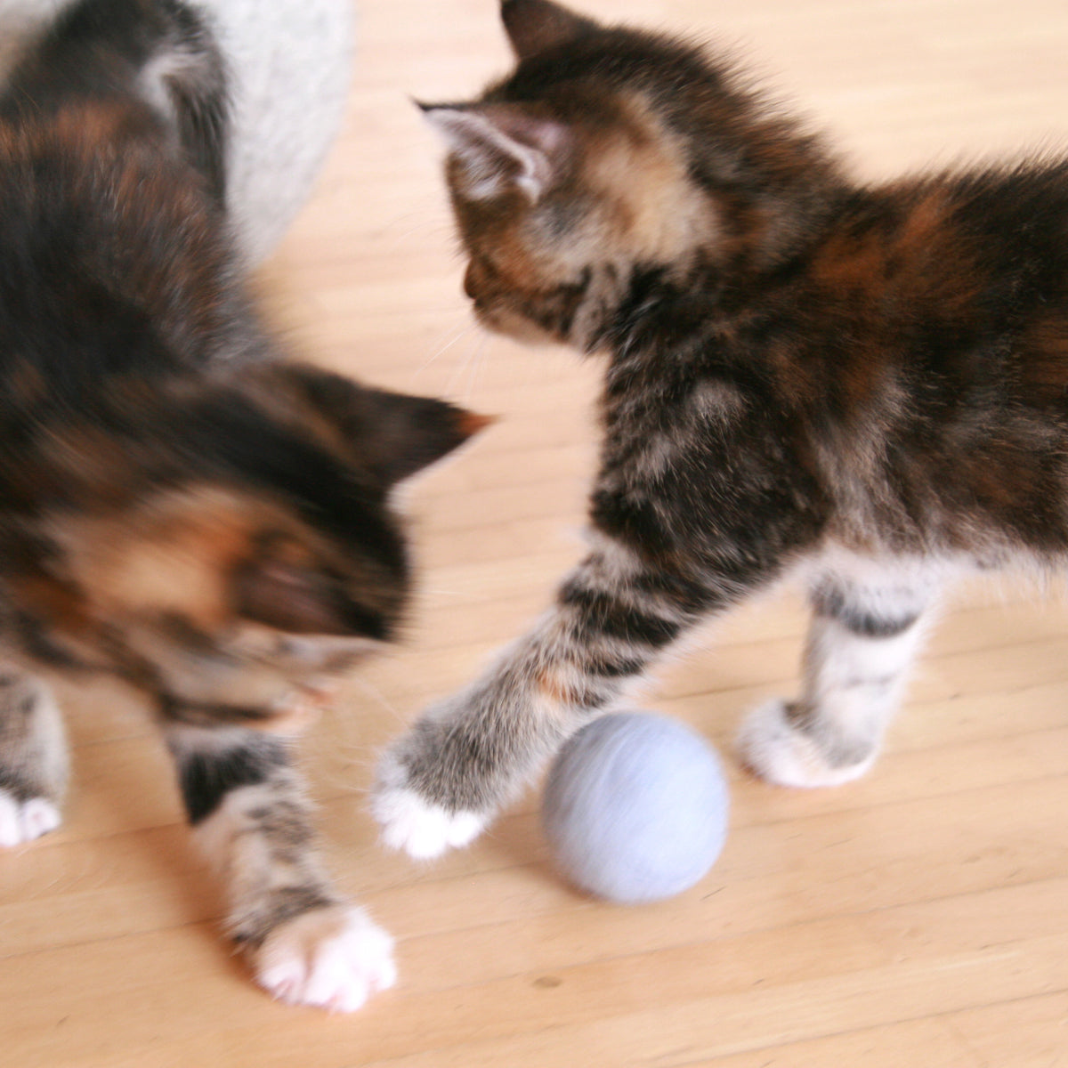 Kitten Produkte von LucyBalu