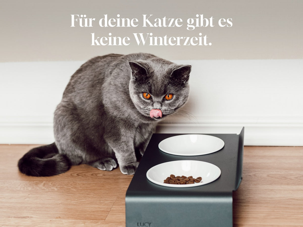Graue Katze leckt sich das Maul neben der DINE Futterstation – Für deine Katze gibt es keine Winterzeit