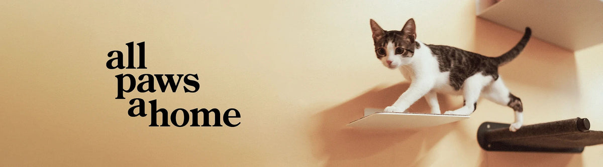 Junge grau-weiß getigerte Katze klettert über Wandregale für Katzen, links der Schriftzug „all paws a home“.