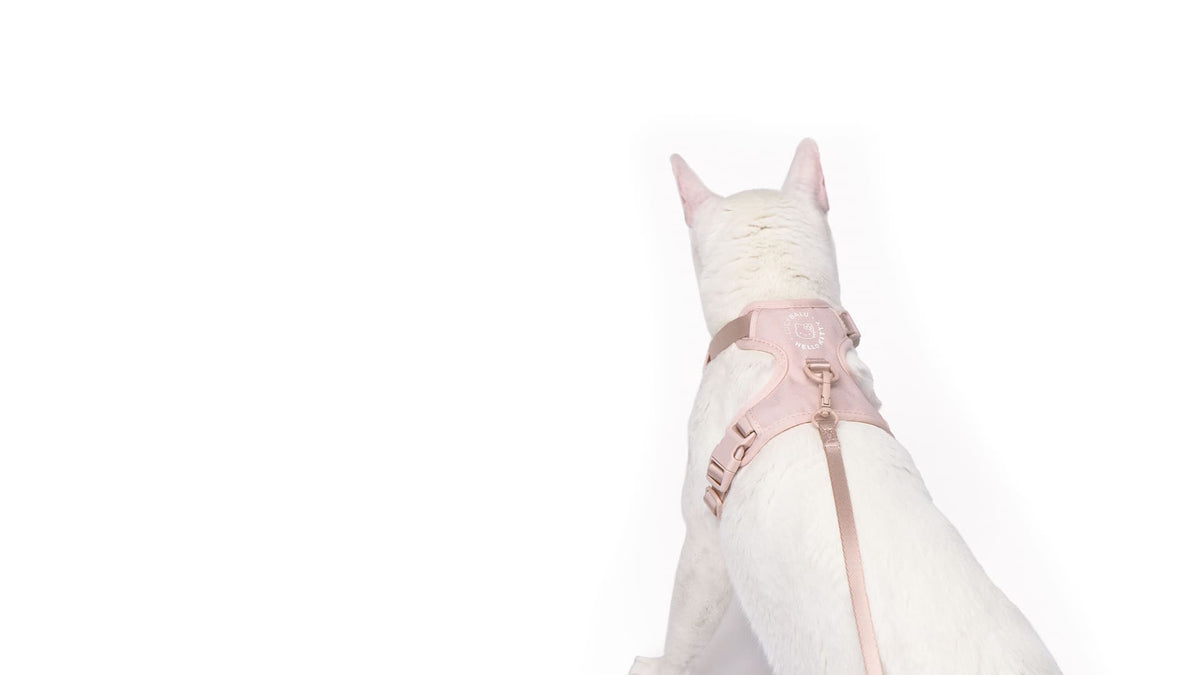 EXPLORER Katzengeschirr - Hello Kitty Edition