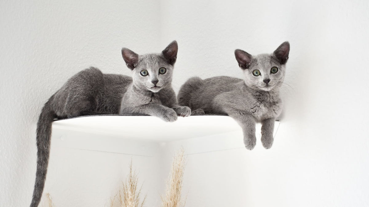 CORNER Wandliege für die Ecke