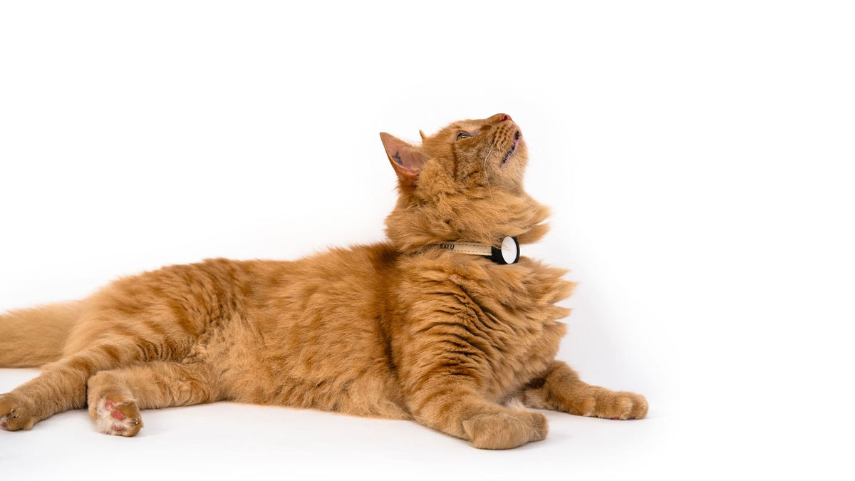 DORI AirTag Katzenhalsband (Nylon)