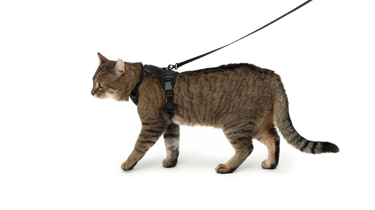 EXPLORER Katzengeschirr